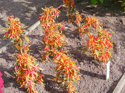 Flowers from the Garden of Linnaeus.